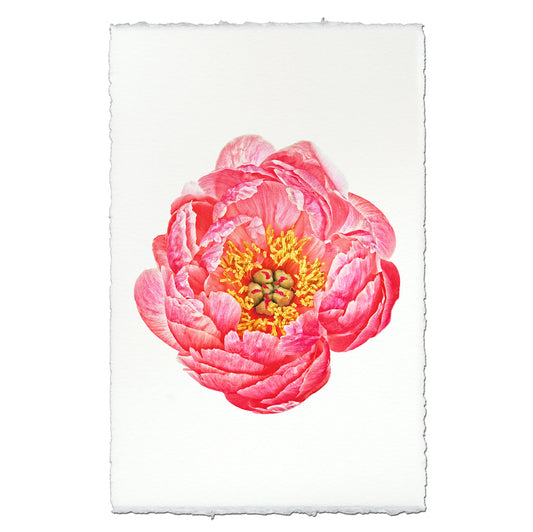 Coral Peony