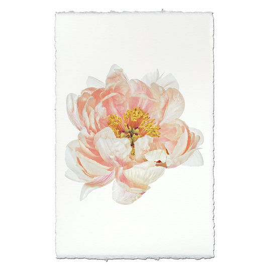 Peach Peony