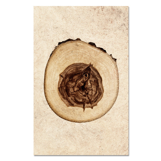 Elm