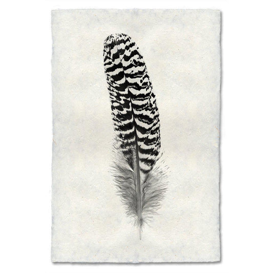 Feather Study #13 (Mottled Peacock Wing Quill)