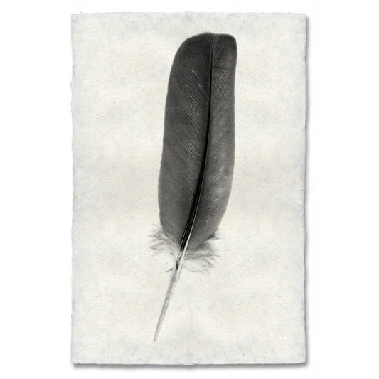 Feather Study #4 (Dove)