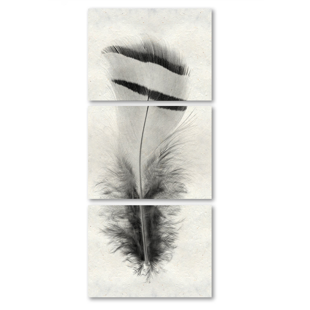 Feather #15 Trilogy