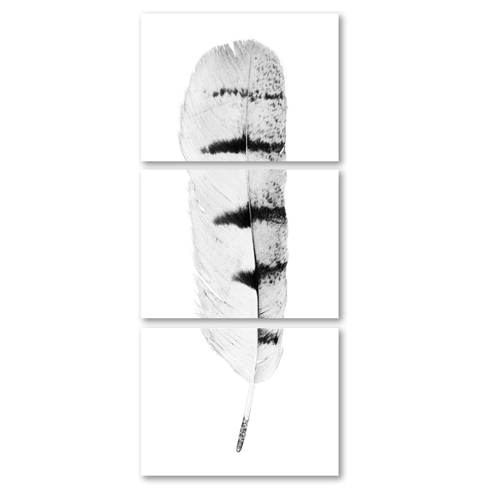 Feather #8 (Hawk) Trilogy