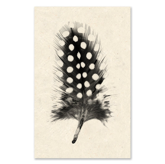 Feather Study #1 - grand format - 40x60" single sheet rag (natural)