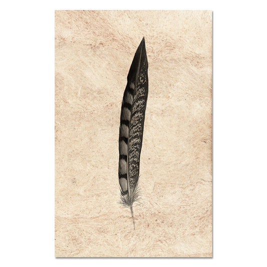 Feather Study #11 (Lady Amherst Pheasant Tail)