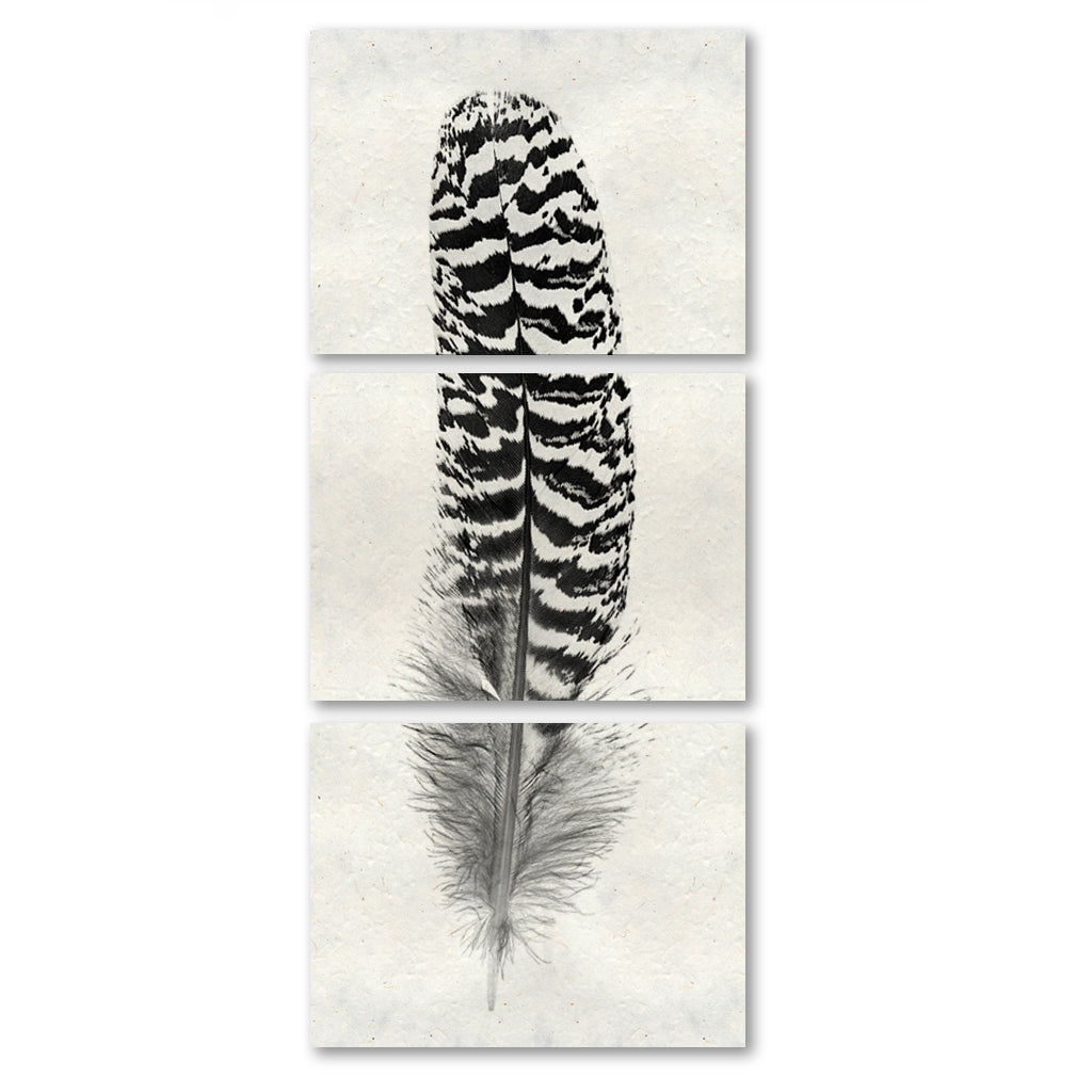 Feather #13 (Mottled Peacock Wing Quill) Trilogy