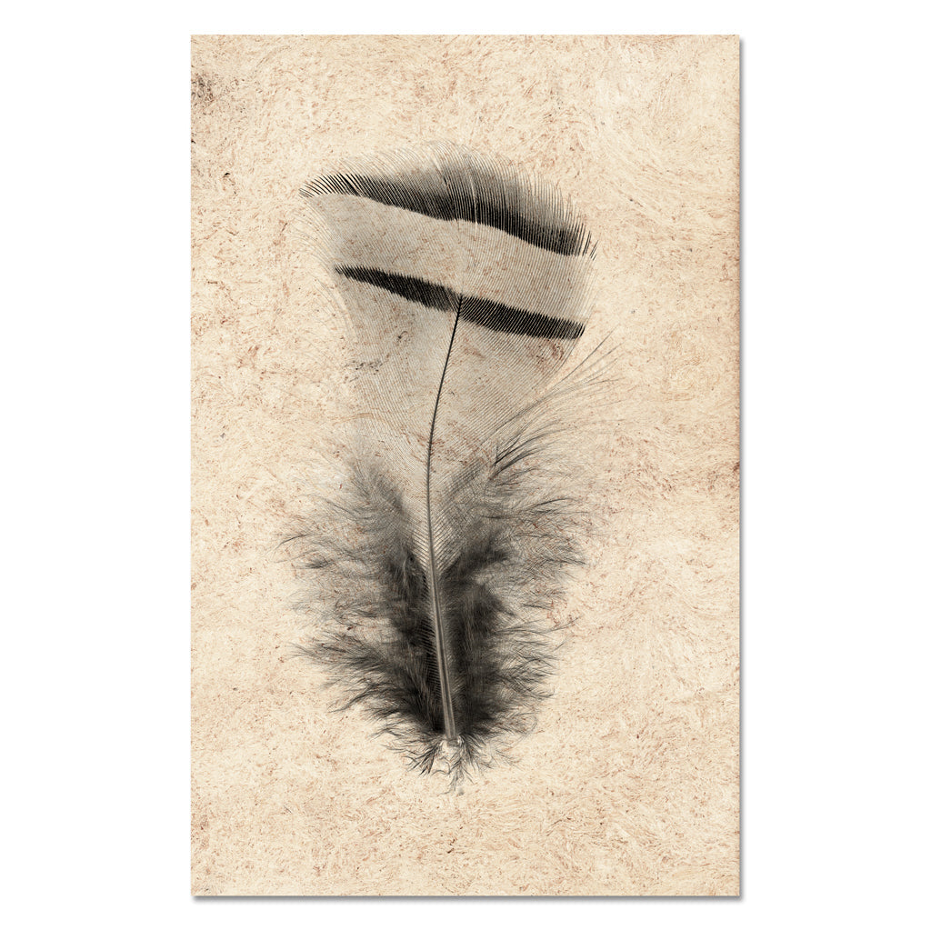 Feather Study #15 (Chuckar Partridge)