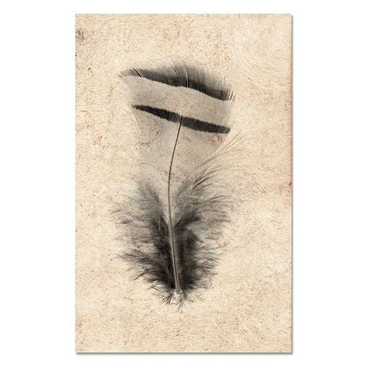 Feather Study #15 (Chuckar Partridge)