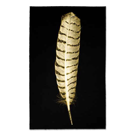 Feather #16