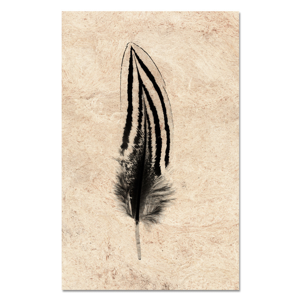 Feather Study #2 (Silver Pheasant)
