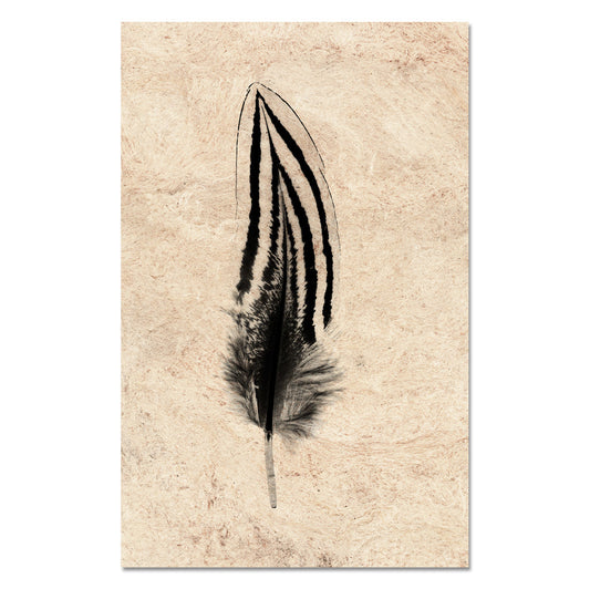 Feather Study #2 (Silver Pheasant)