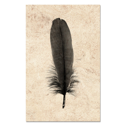 Feather Study #6 (Goose)