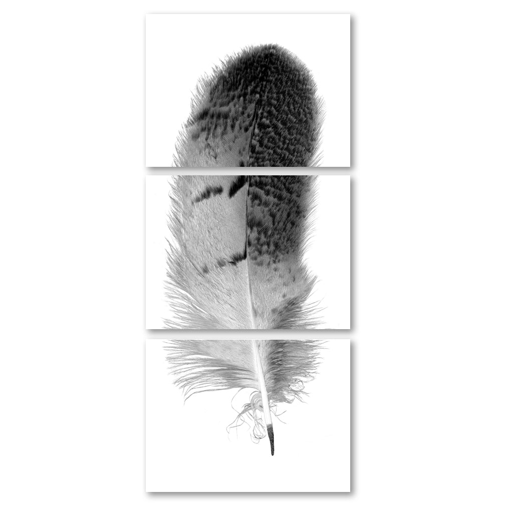 Feather #7 (Owl) Trilogy