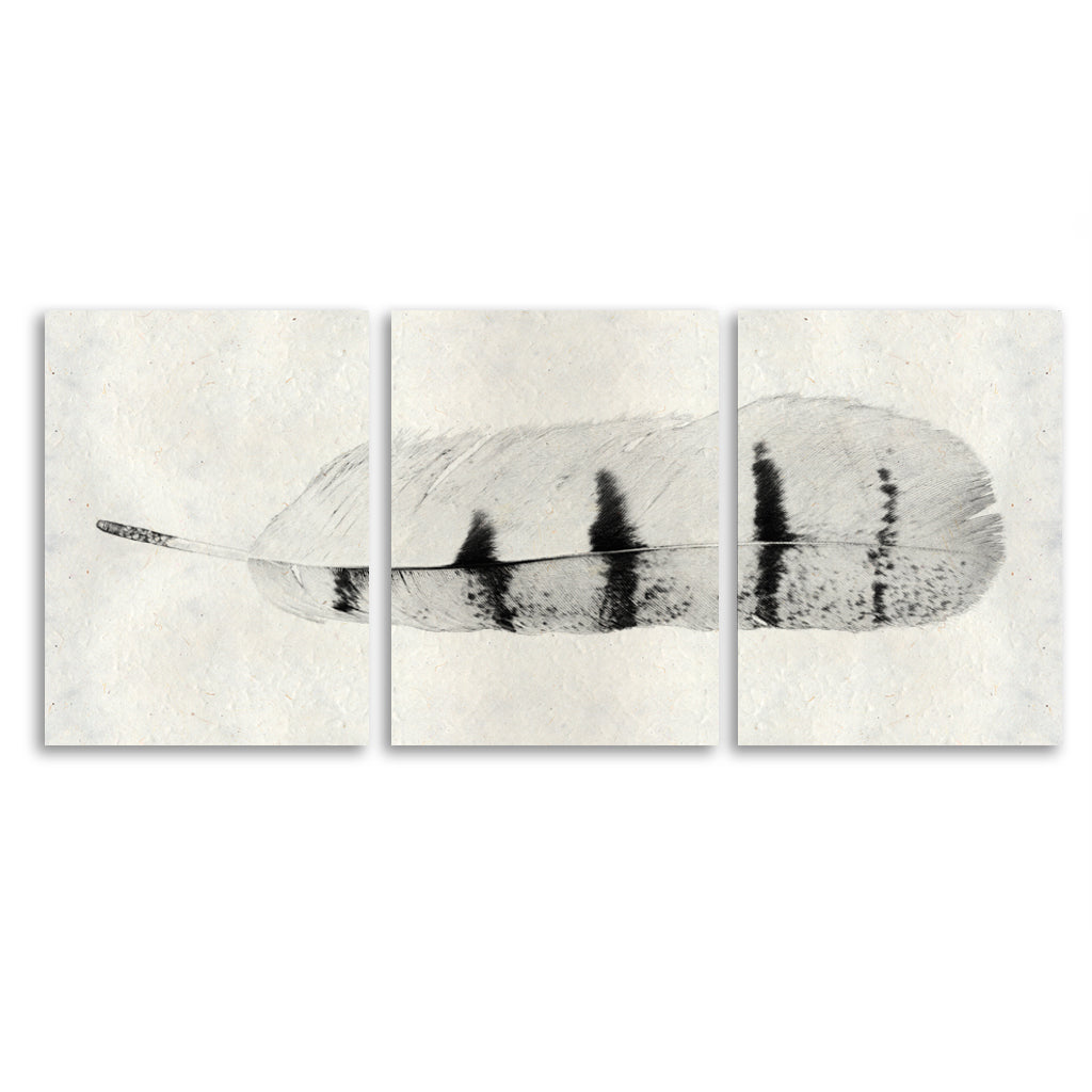 Feather #8 Trilogy Horizontal