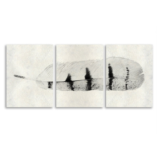 Feather #8 Trilogy Horizontal