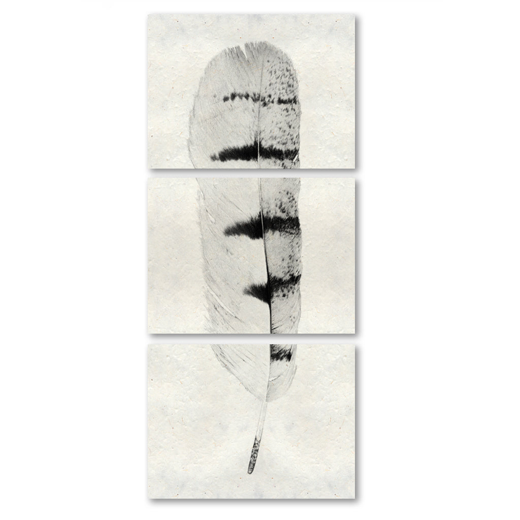 Feather #8 Trilogy Horizontal