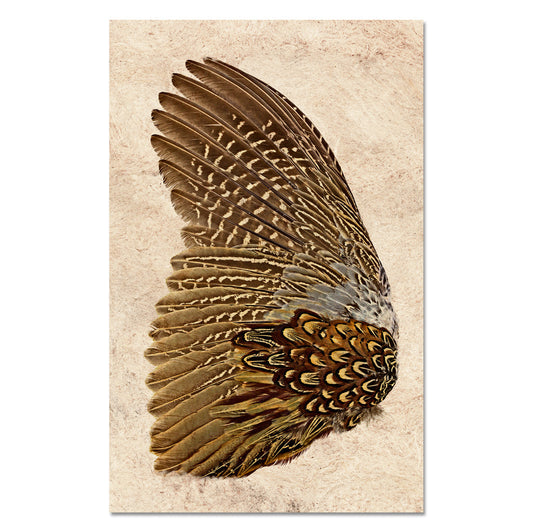 Ring Neck Pheasant (left)
