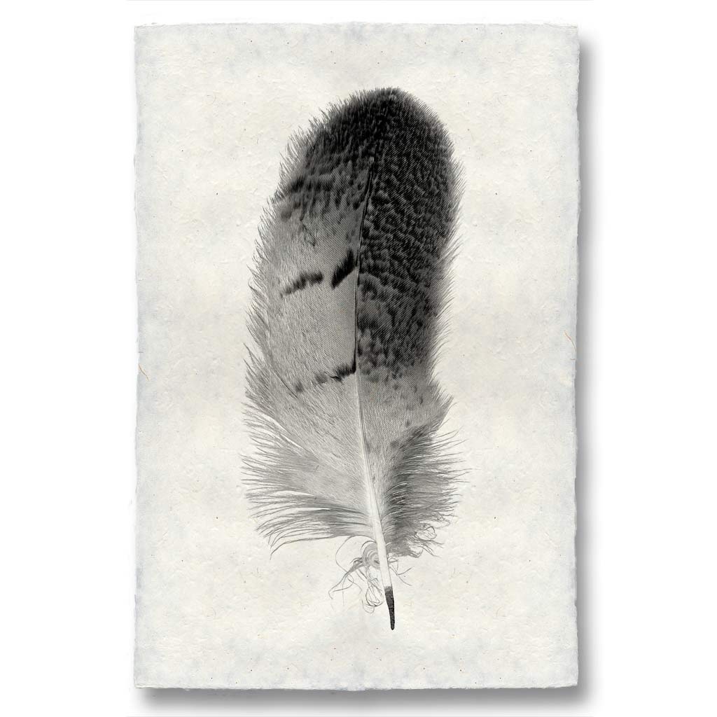 Feather Study #7 (Owl)