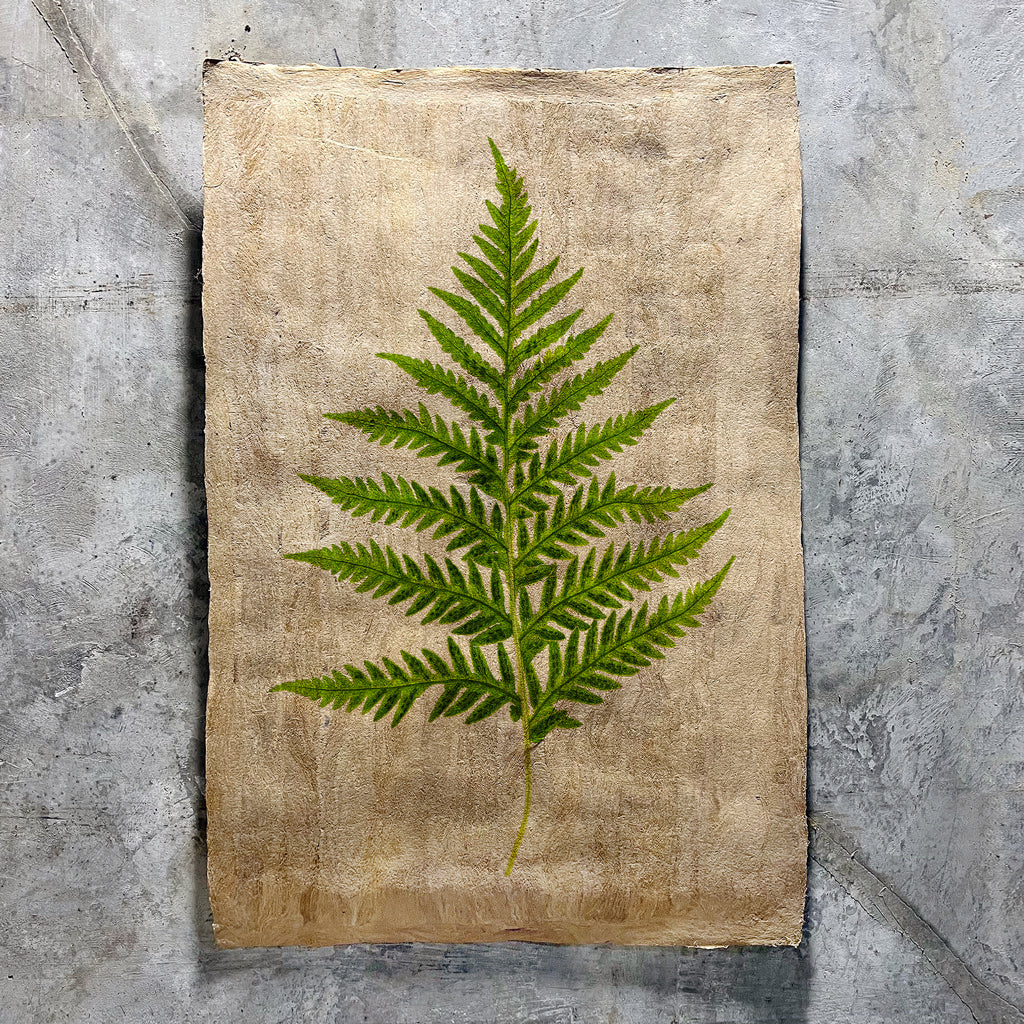 Fern #10 (Amate Sierra)