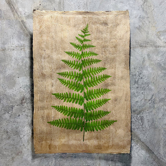 Fern #11 (Amate Sierra)