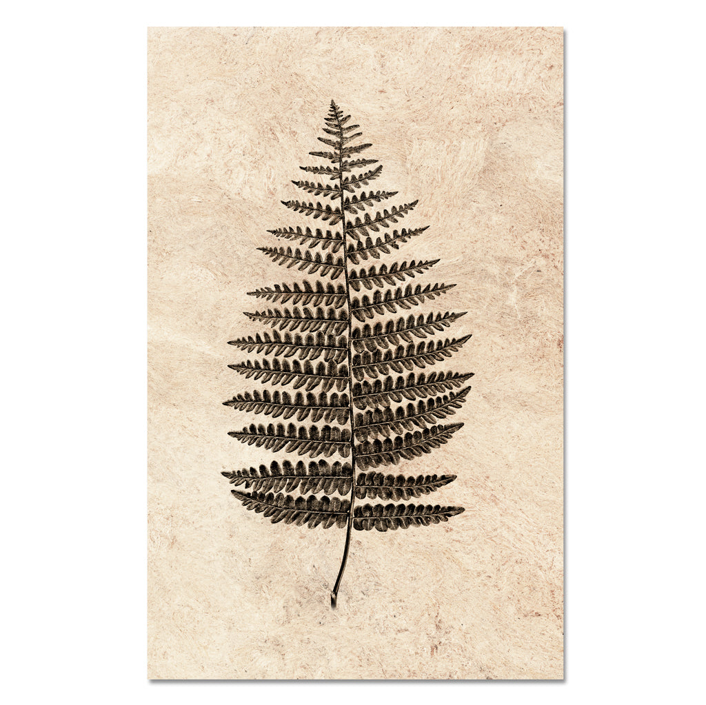 Fern #1