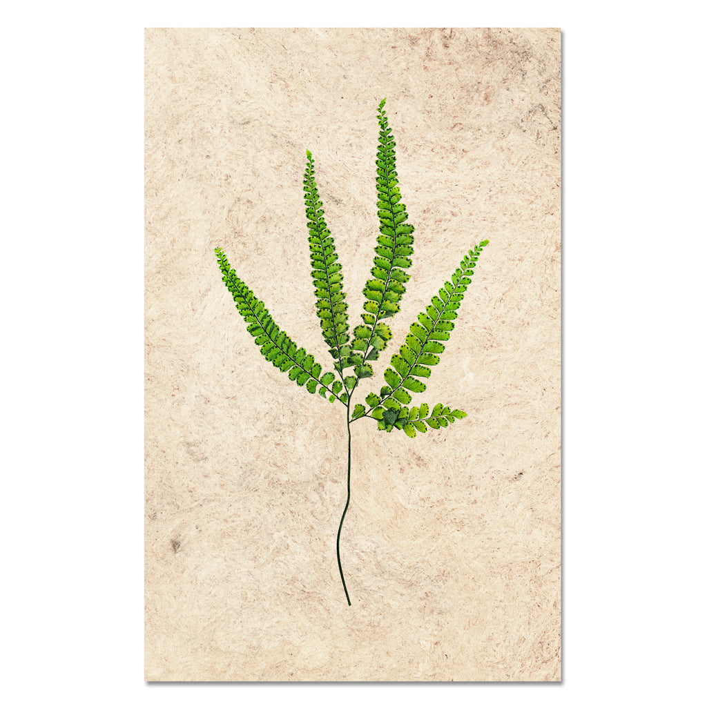 Fern #3