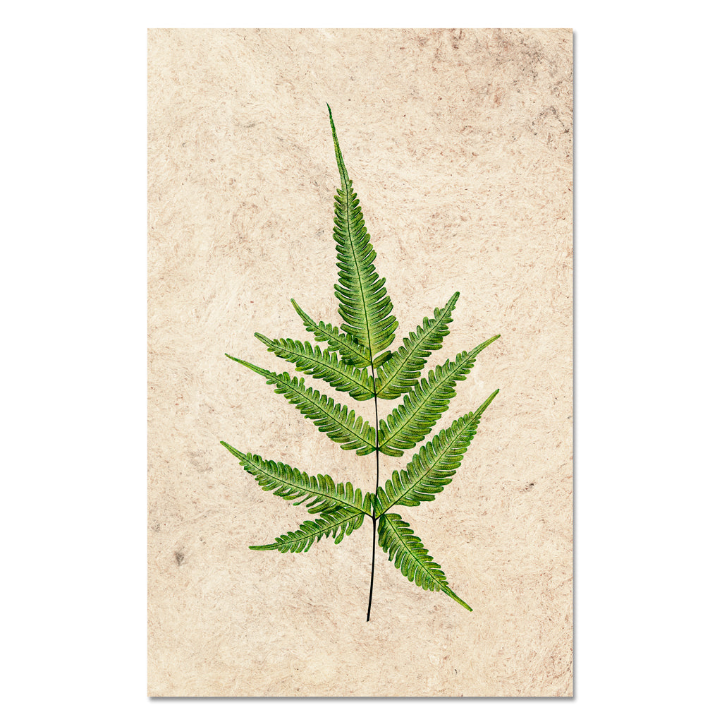 Fern #4