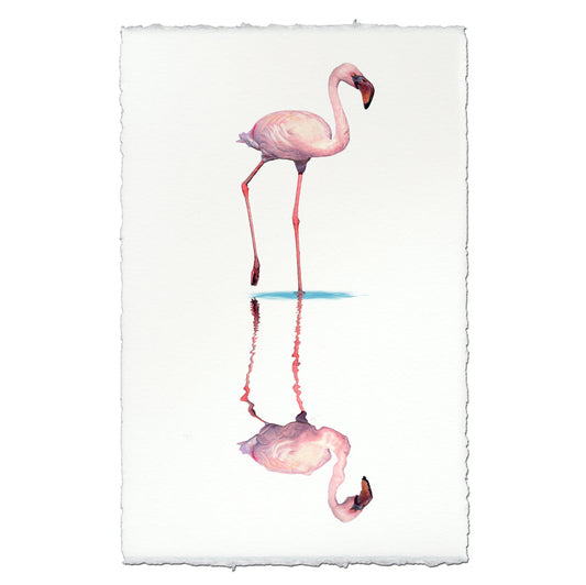 Flamingo #1