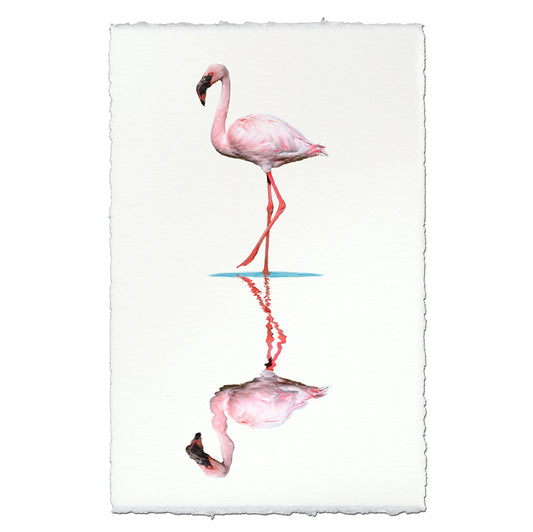 Flamingo #2