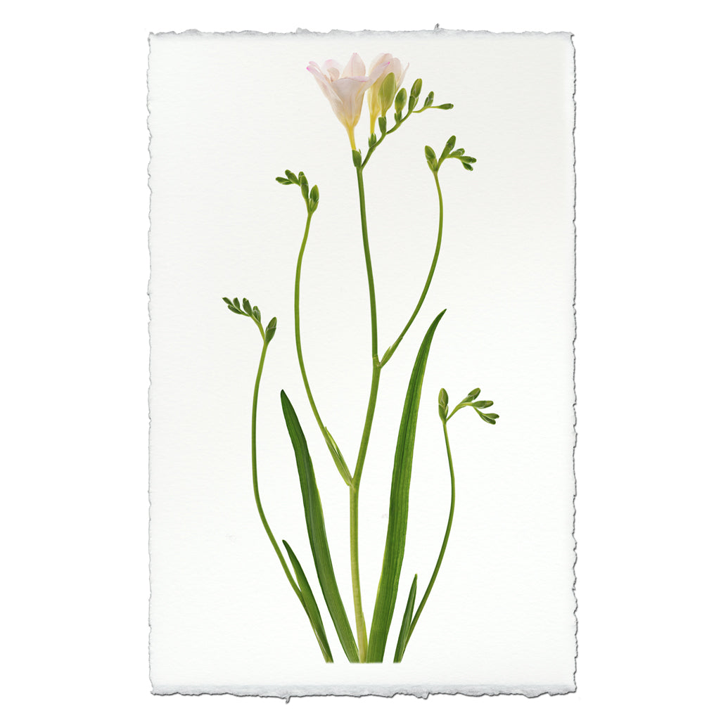 Freesia