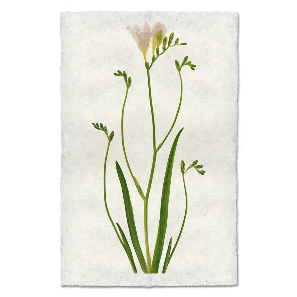 Freesia