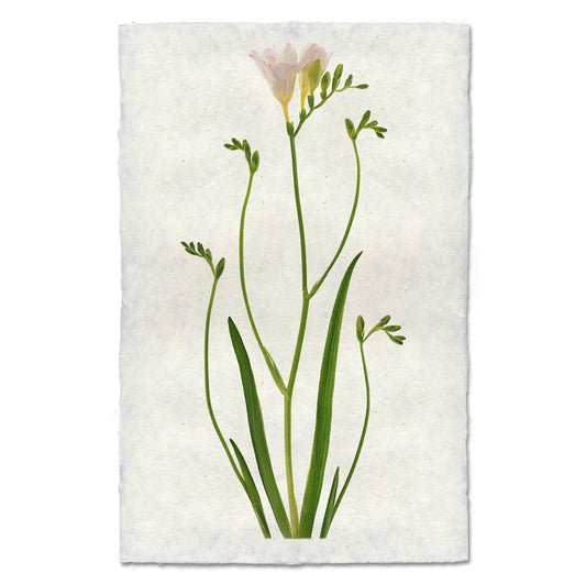 Freesia