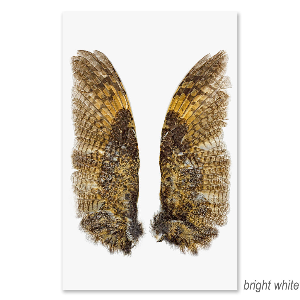 Owl Wings grand format