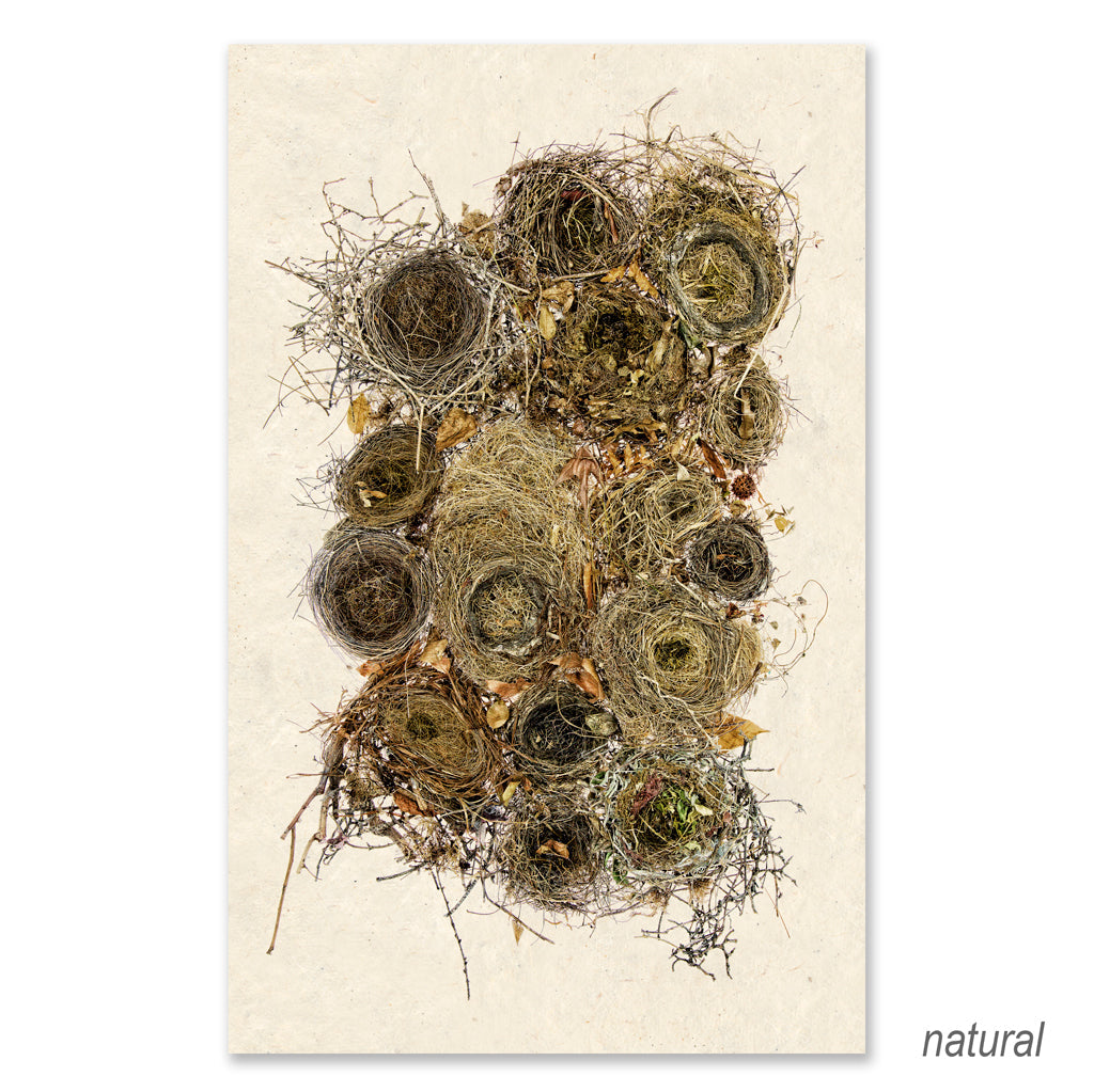 Collective Nests Grand Format (color)