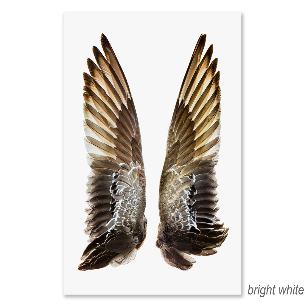 Gadwall Duck Wings grand format