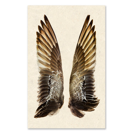 Gadwall Duck Wings grand format