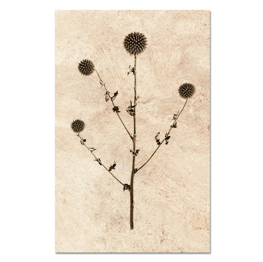 Globe Thistle Form