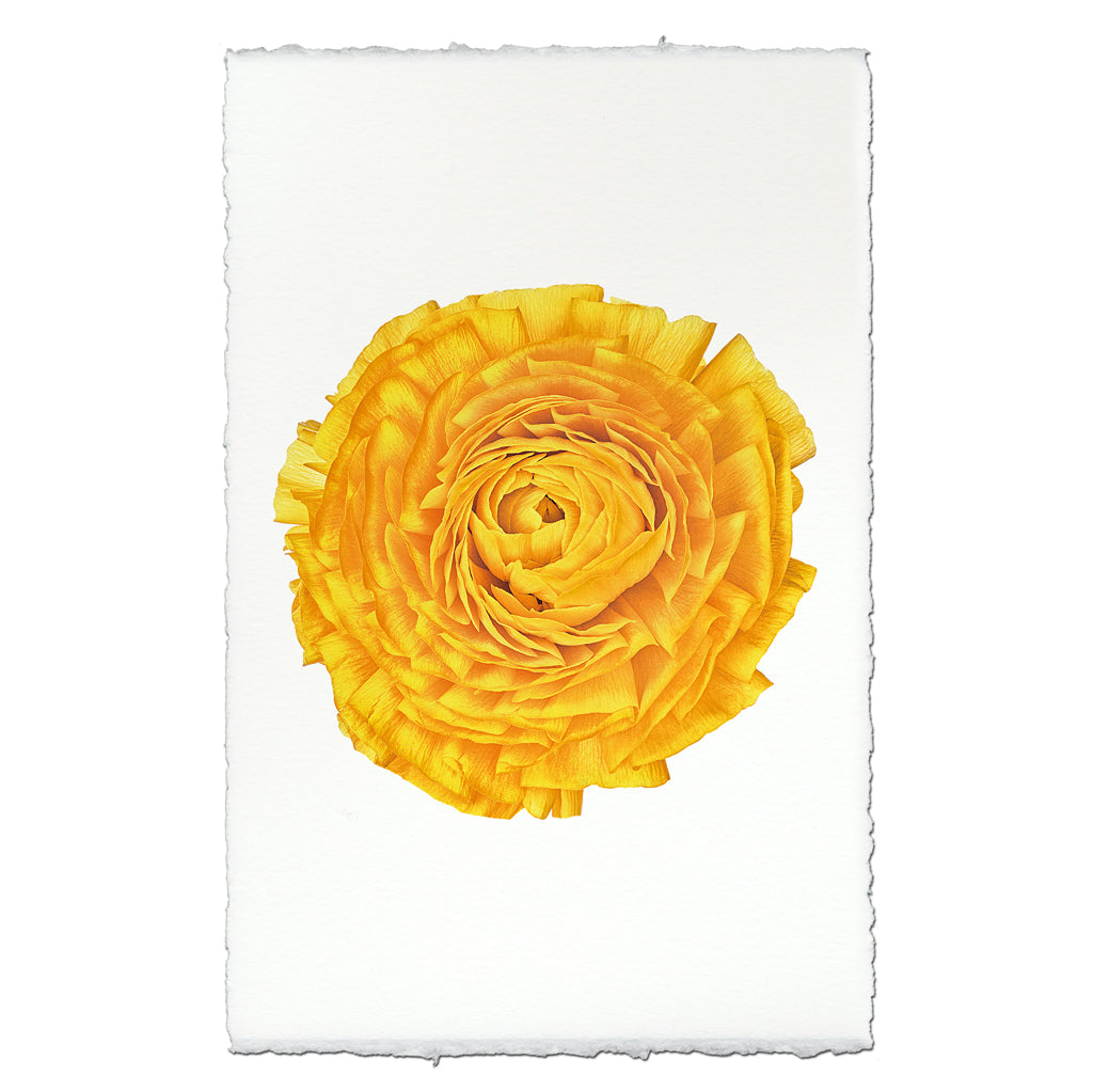 Gold Ranunculus