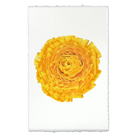 Gold Ranunculus