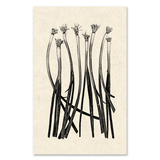 Green Onions - grand format - 40x60" single sheet rag (natural)
