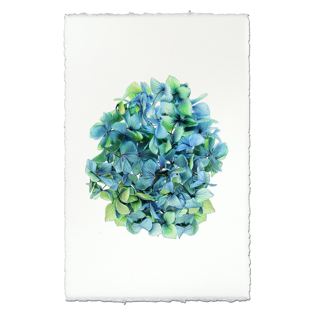 Hydrangeas #2