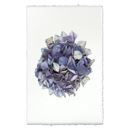 Hydrangeas #3