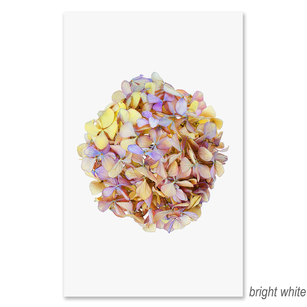 Hydrangeas #6 Grand Format