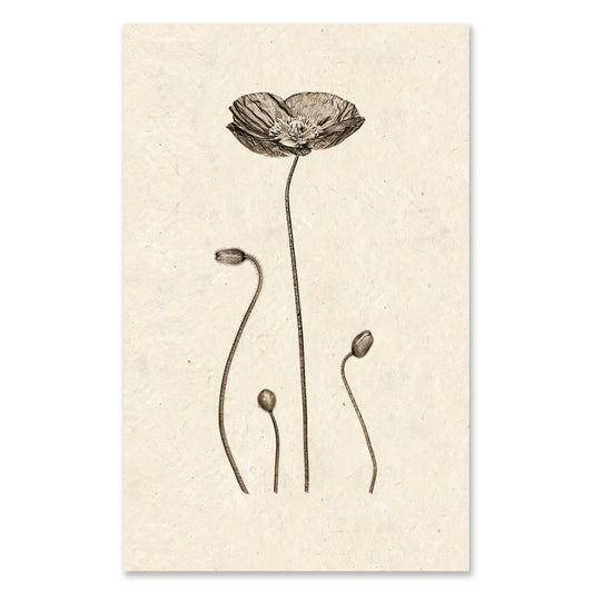 Iceland Poppy - grand format - 40x60" single sheet rag (natural)