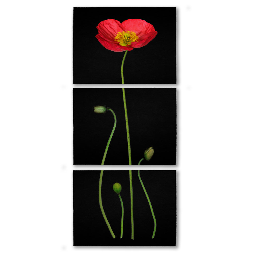 Iceland Poppy color on black Trilogy