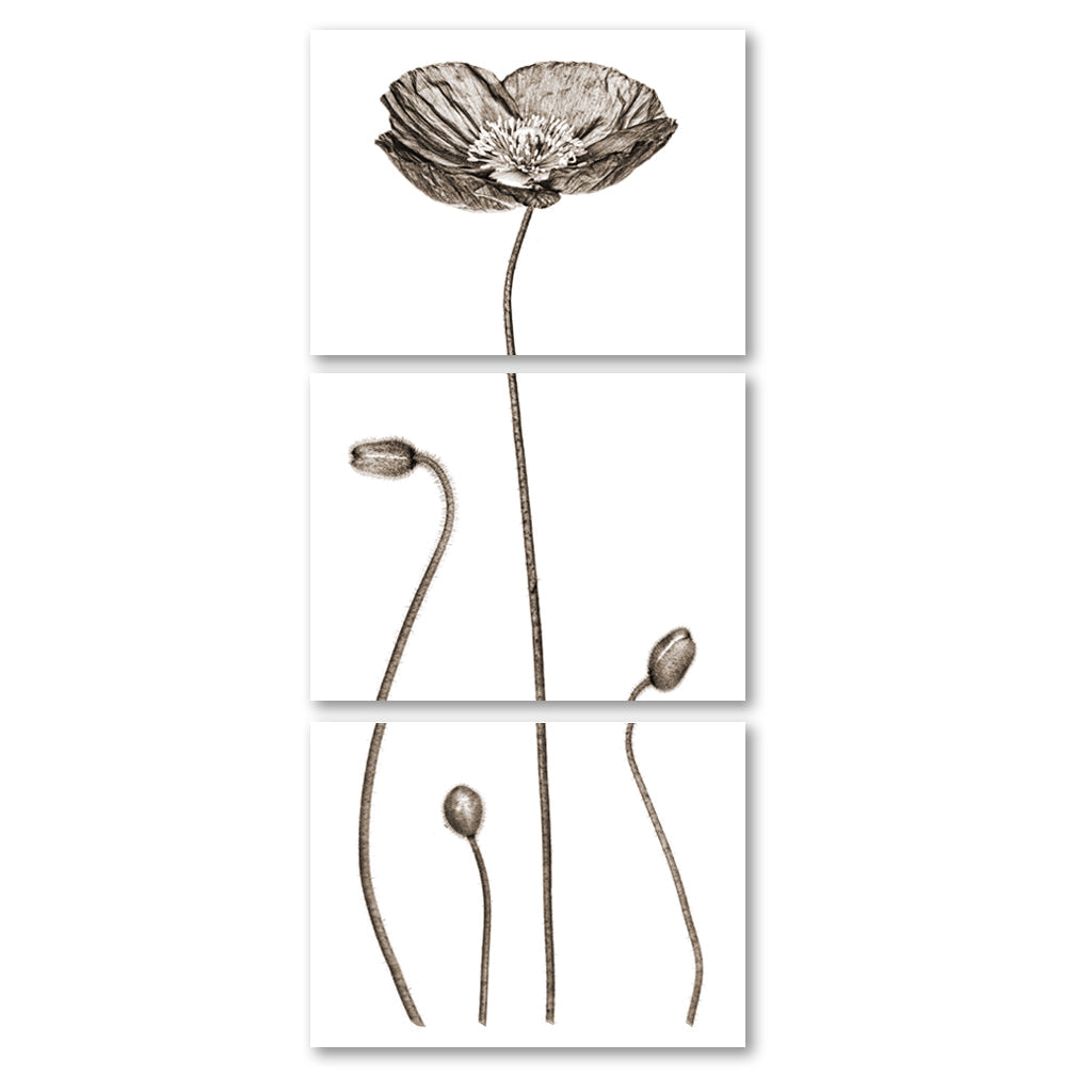 Iceland Poppy Trilogy