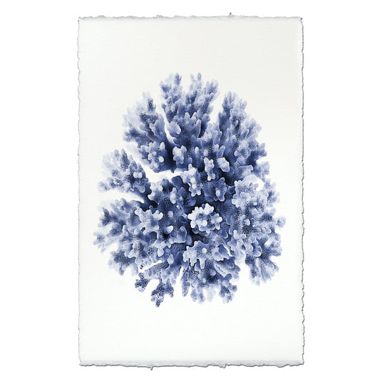 Lace Coral
