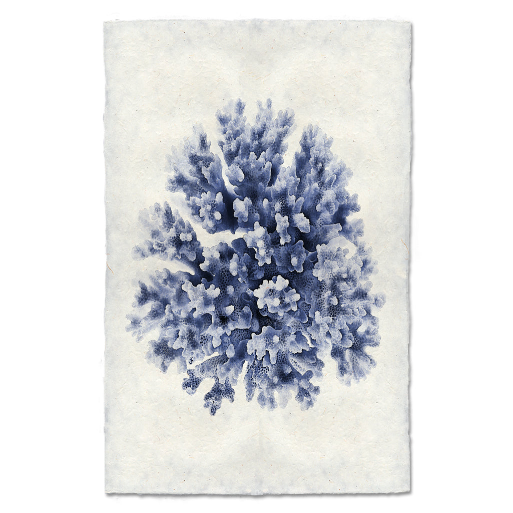 Lace Coral