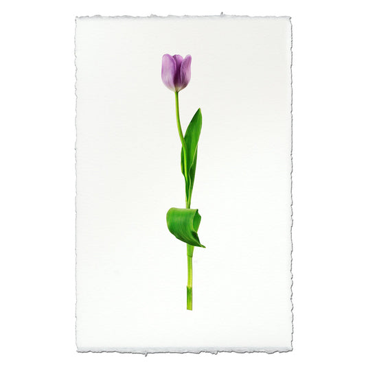 Lavender Tulip