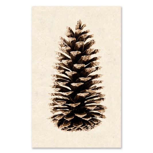 Loblolly Pine grand format